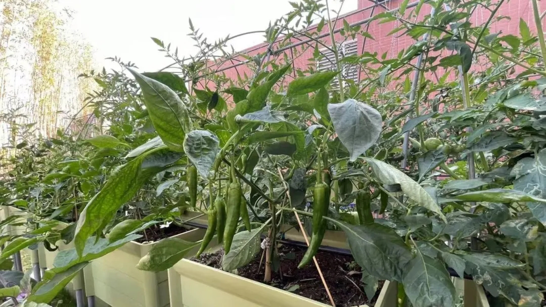 華珠舉行人工智能學(xué)院科技小院揭牌儀式19.jpg